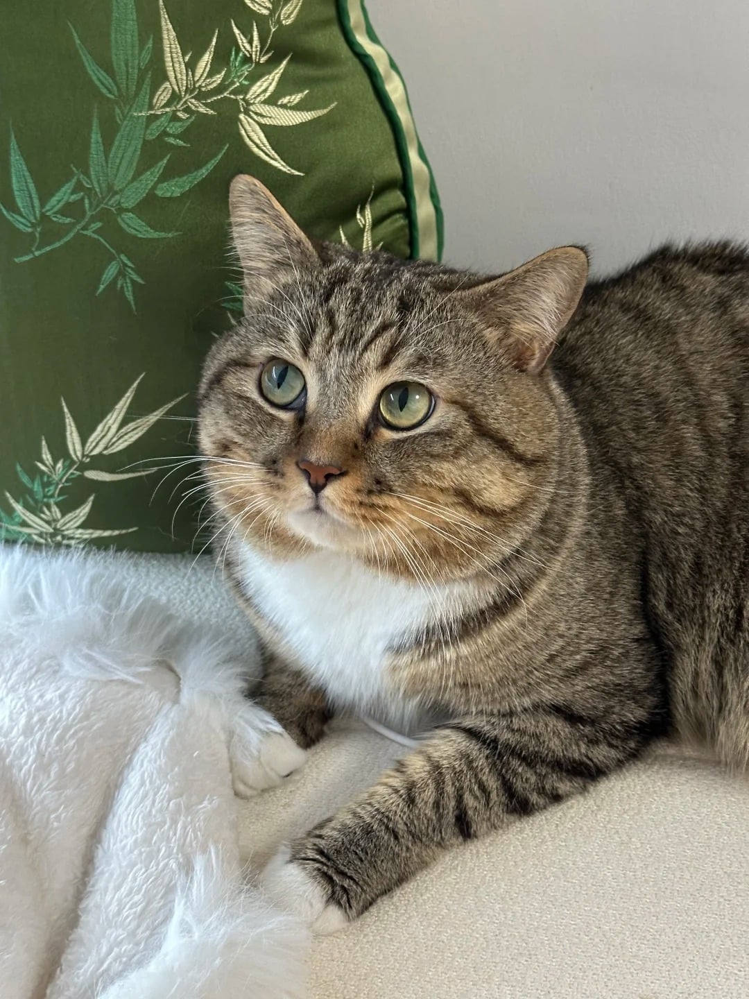 Original pet photo before AI transformation