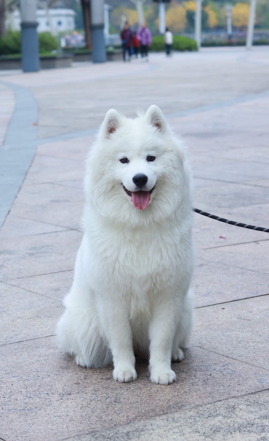 Original pet photo before AI portrait
